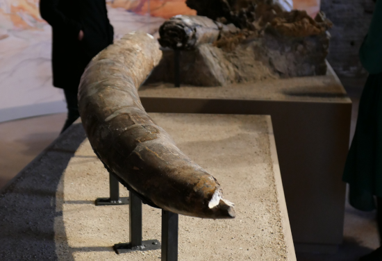 Dall’8 aprile ai Mercati di Traiano la mostra “1932, l’elefante e il colle perduto”